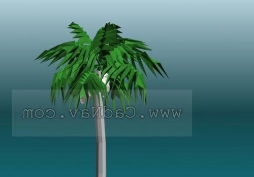 Tropical Cocoanut Trees