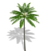 Garden Coconut Palm Tree
