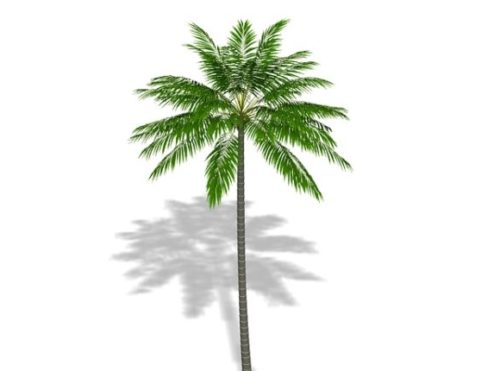 Garden Coconut Palm Tree