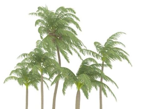 Green Coconut Palm Tree