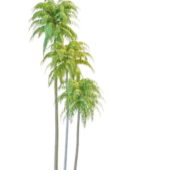Island Coconut Trees