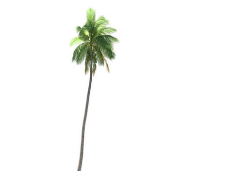 Island Cocos Nucifera Tree