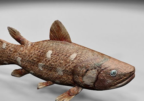Coelacanth Fish | Animals
