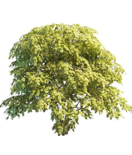 Colchis Bladdernut Leaves Tree