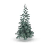 Nature Colorado Spruce Tree