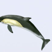Sea Dolphin Swimming Animal Rigged