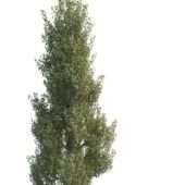 Green Common Aspen Tree