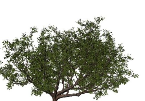 Nature Common Pear Tree