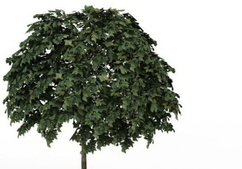 Common Whitebeam Green Tree