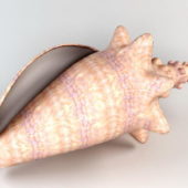 Sea Conch Shell