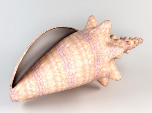 Sea Conch Shell