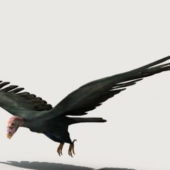 Animal Condor Bird