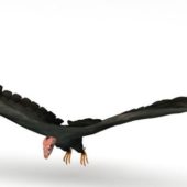 Black Condor Bird Animals