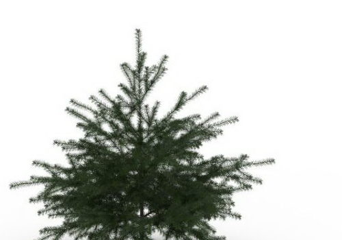 Green Conifer Pine Tree