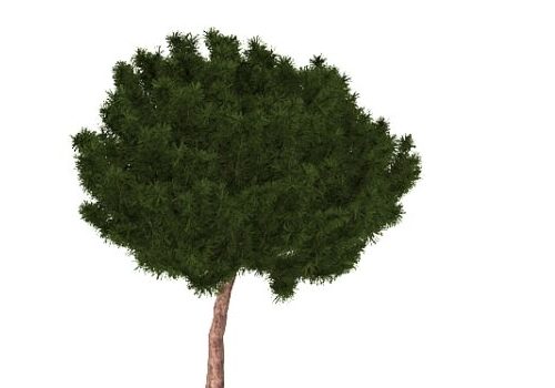 Nature Plant Coniferous Pine Tree