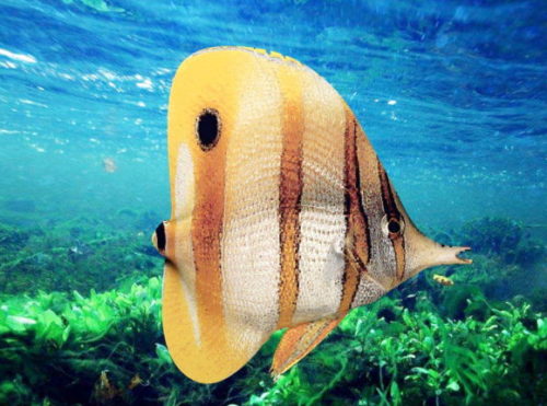 Animal Copperband Butterfly Fish