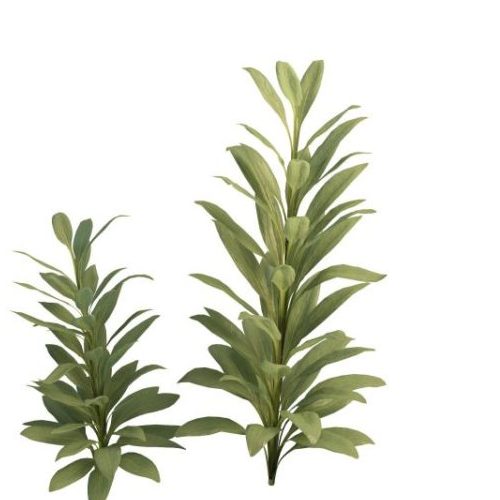 Green Cordyline Glauca Plant