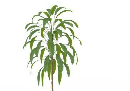 Nature Plant Cordyline Petiolaris Tree
