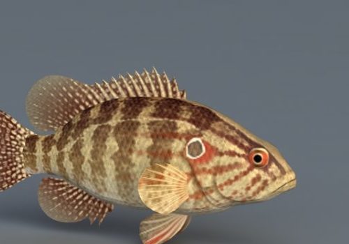 Sea Coreoperca Fish