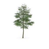 Nature Cottonwood Poplar Tree