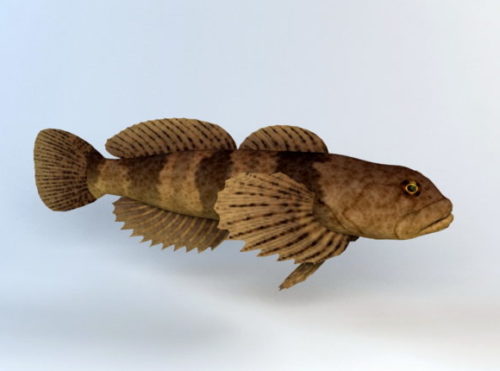 Cottus Kazika Fish Animal