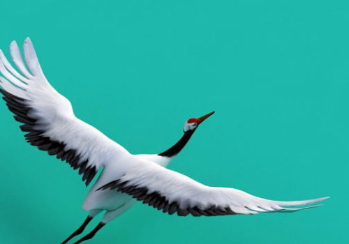 Crane Wild Bird Animal Animation