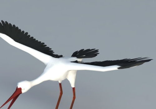 Swamp Crane Bird Animal Animals