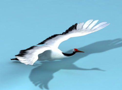 Crane Bird Animal Animated Rigged
