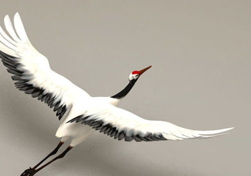 Crane Bird Flying With Rigged | Animals