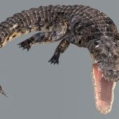 Crocodile Animal Animated Rig