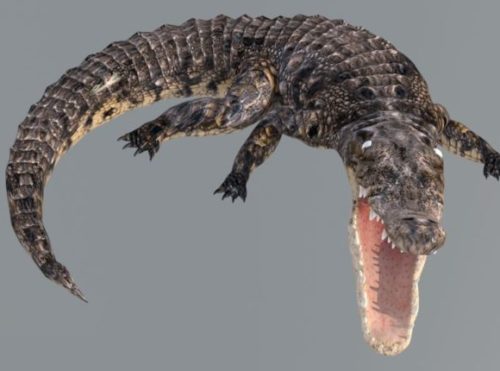 Crocodile Animal Animated Rig