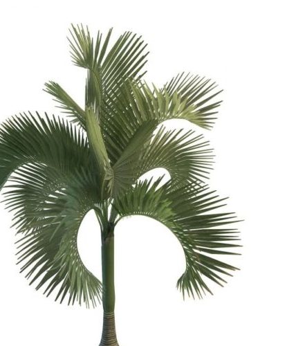 Green Cuban Royal Palm Tree
