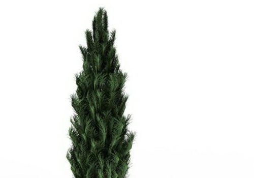 Cypress Tree Plant