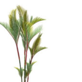 Cyrtostachys Renda Palm Tree