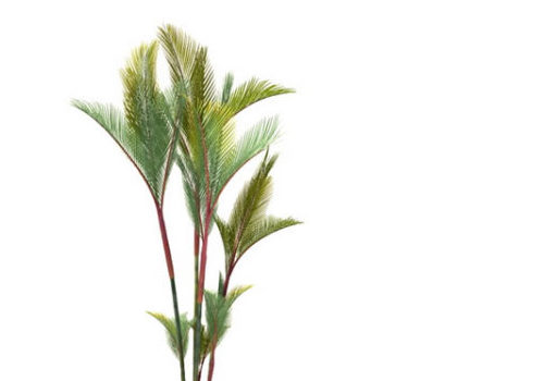 Cyrtostachys Renda Palm Tree