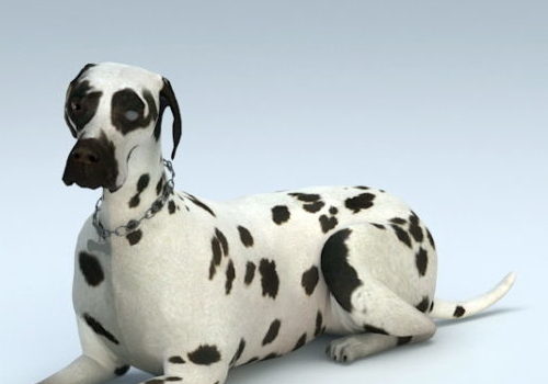 Dalmatian Dog Animal