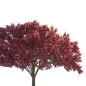 Dark Red Maple Green Tree