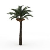 Date Palm Green Tree
