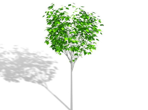 Plant Ornamental Tree