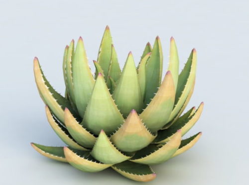 Nature Desert Aloe Plant
