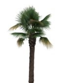 Desert Fan Palm Green Tree
