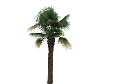 Desert Fan Palm Green Tree