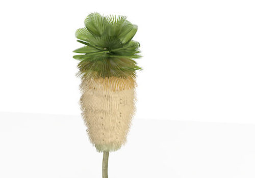 Wild Desert Fan Palm Tree