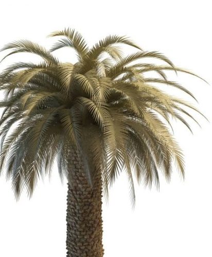 Green Desert Palm Tree