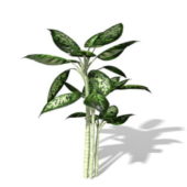 Nature Dieffenbachia Plant