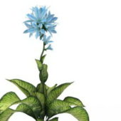 Green Seguine Flower Plant