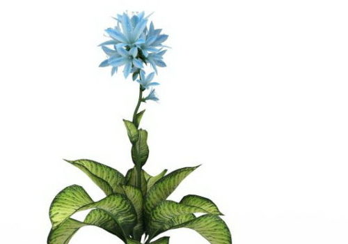 Green Seguine Flower Plant