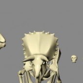 Dinosaur Bones Skeleton