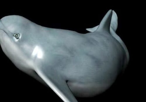 Sea Dolphin Animal