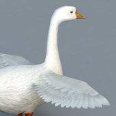 Domestic Goose | Animals